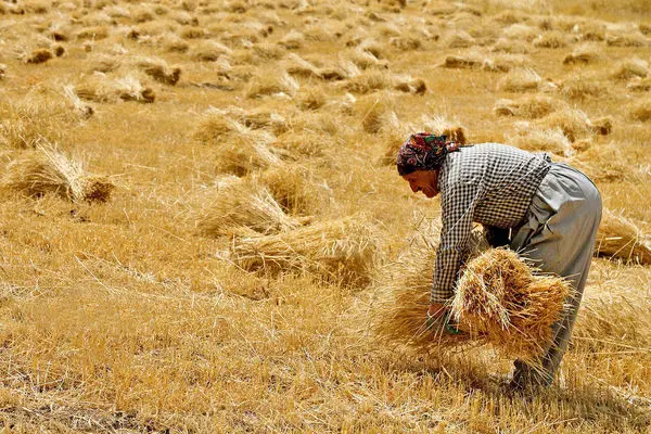قیمت گندم امروز ۲۱ خرداد ۱۴۰۳/ خرید بیش از 35 هزار تن گندم کشاورزان لرستان 