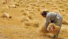 قیمت گندم برای سال جاری مشخص شد؟/ نگرانی کشاورزان از تسویه مطالبات