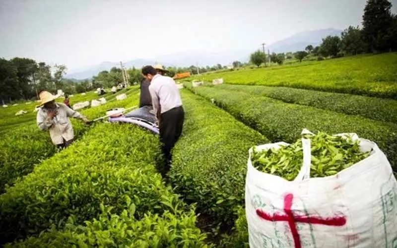 نرخ خرید تضمینی چای چهار درصد افزایش یافت