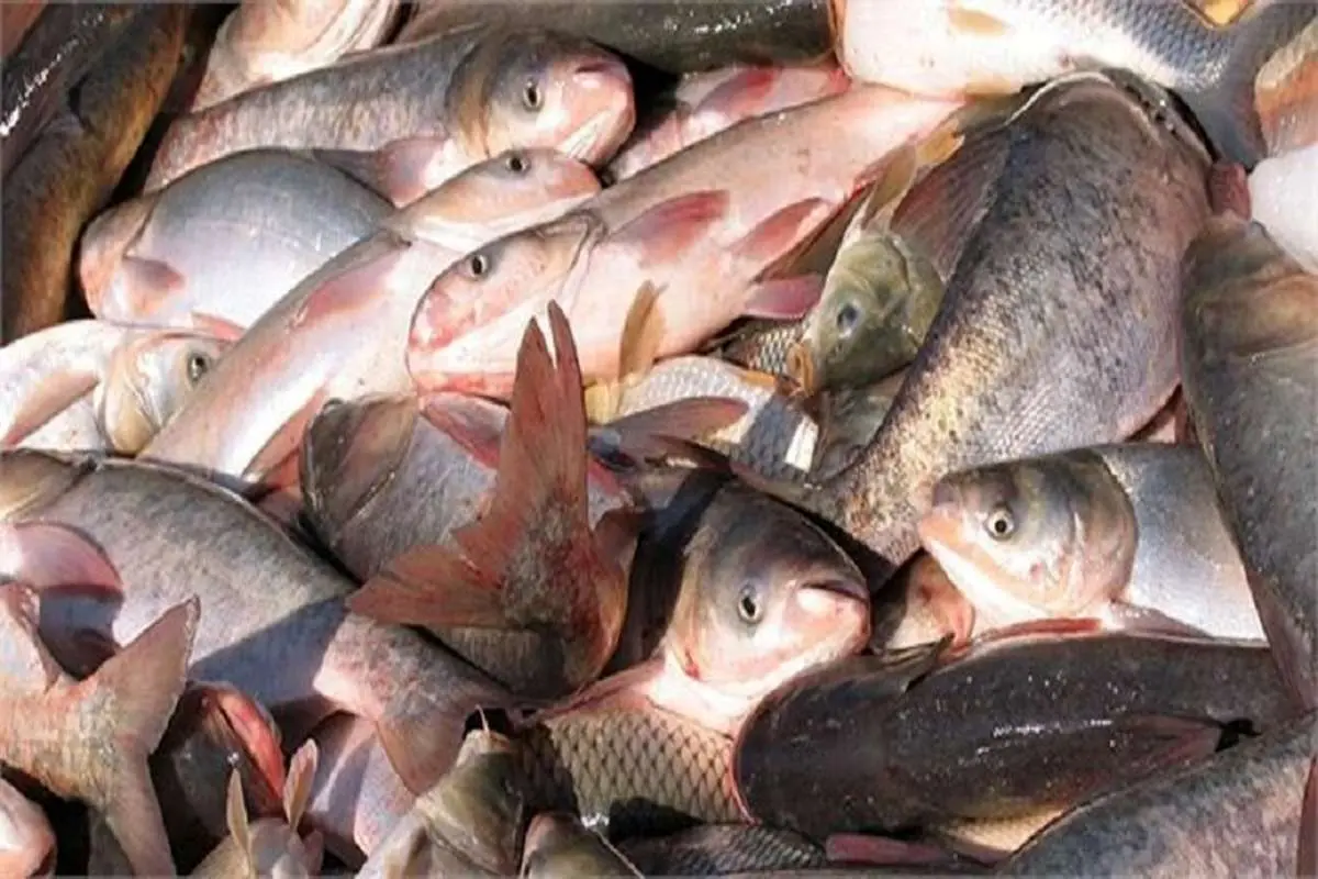 افزایش صادرات ماهیان پرورشی گیلان به عراق