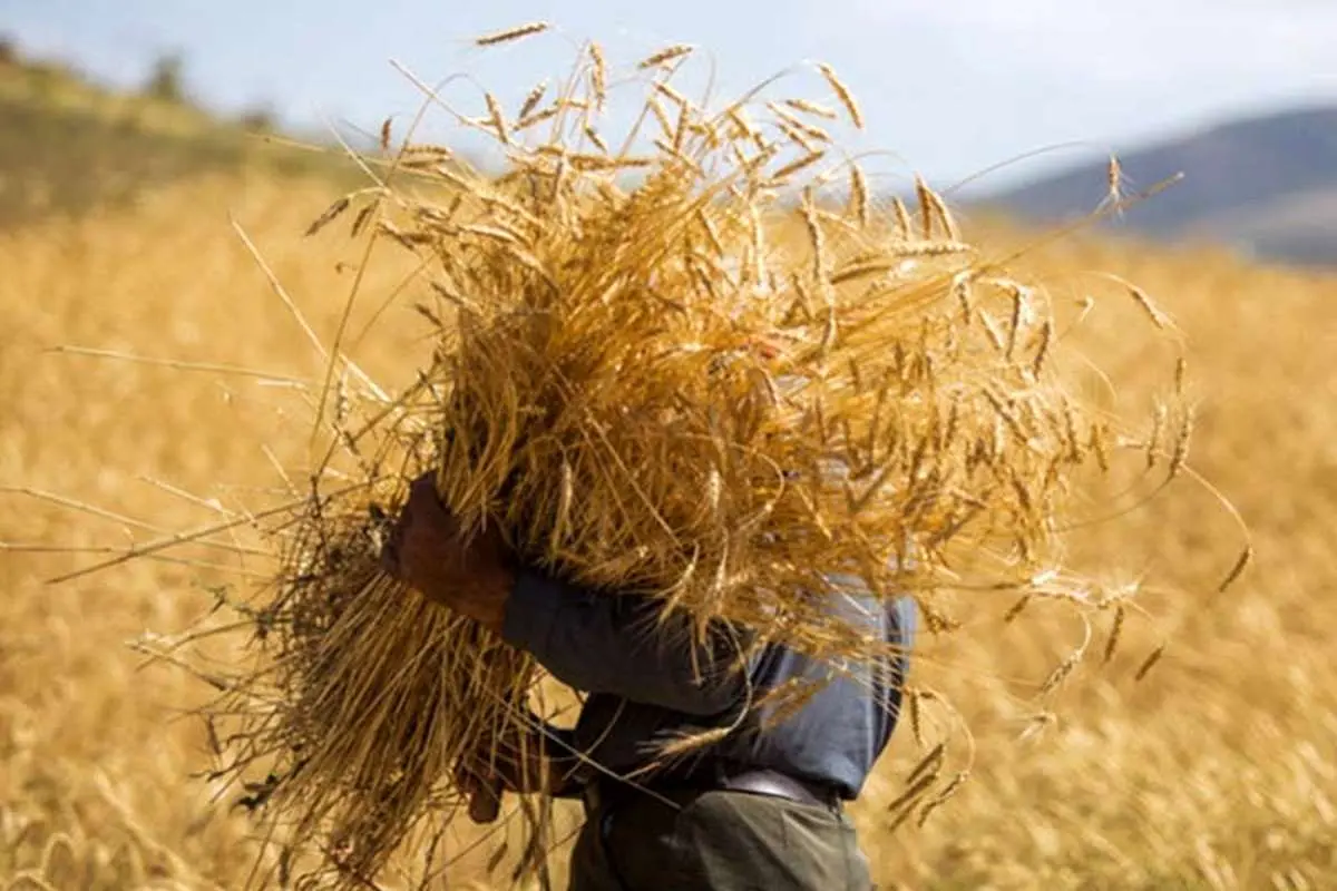 خرید تضمینی ۹۲۸ هزار تن گندم از کشاورزان