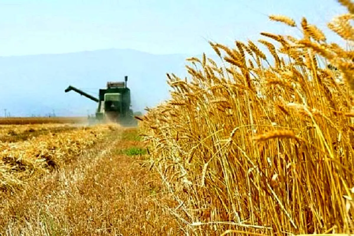 برآورد تولید ۱۳.۴ میلیون تن گندم در سال‌ جاری