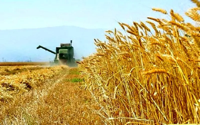 پیش‌بینی تولید ۱۳.۵ میلیون تن گندم طی امسال و بی‌نیازی از واردات