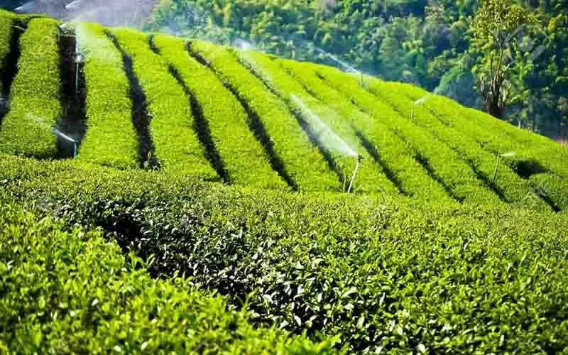 باغات چای از ظرفیت‌های آگروتوریسم گیلان
