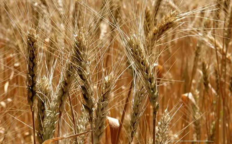 خریداری 205 هزار تن گندم به‌صورت تضمینی از کشاورزان قزوین