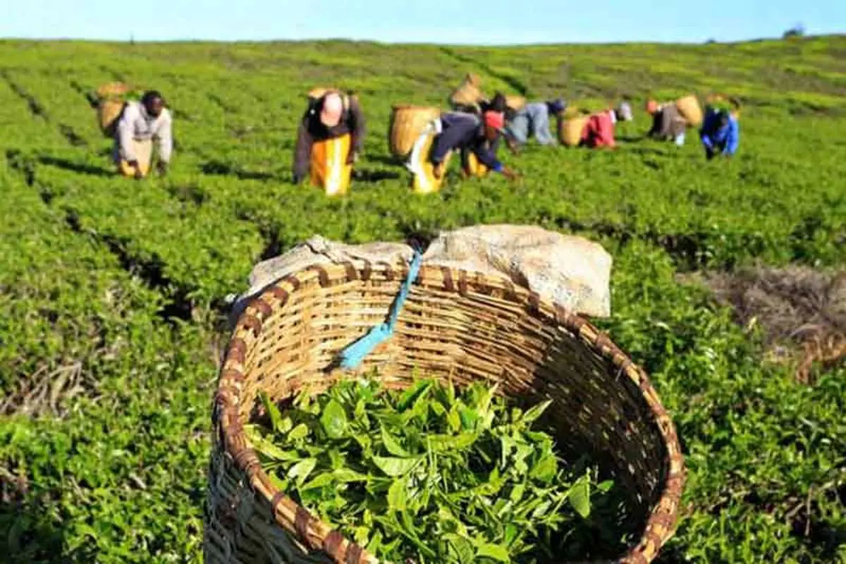 نزدیک به 40 هزار تن برگ سبز چای برداشت شد