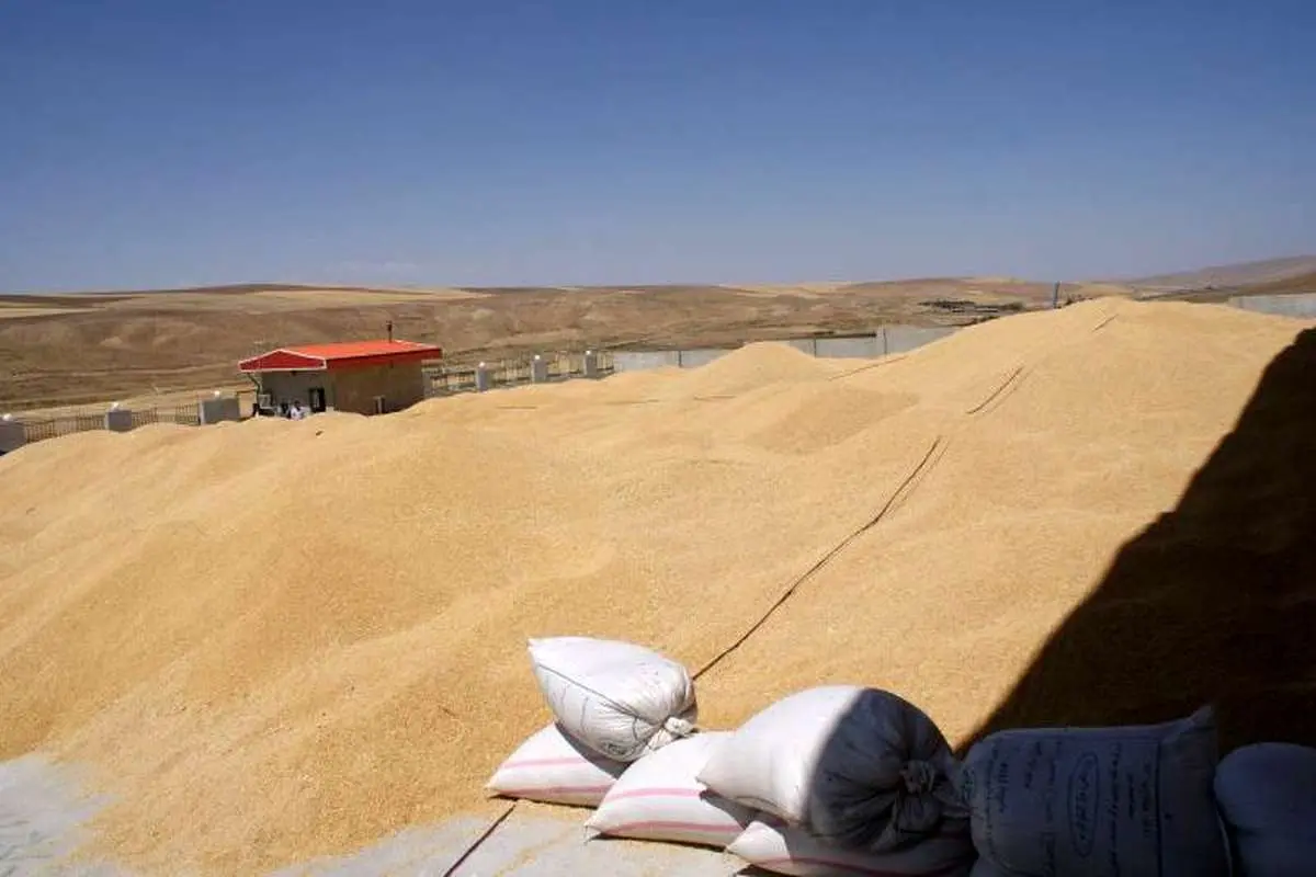 پارسال ۱۴۴ هزار تن گندم در مازندران آسیاب شد