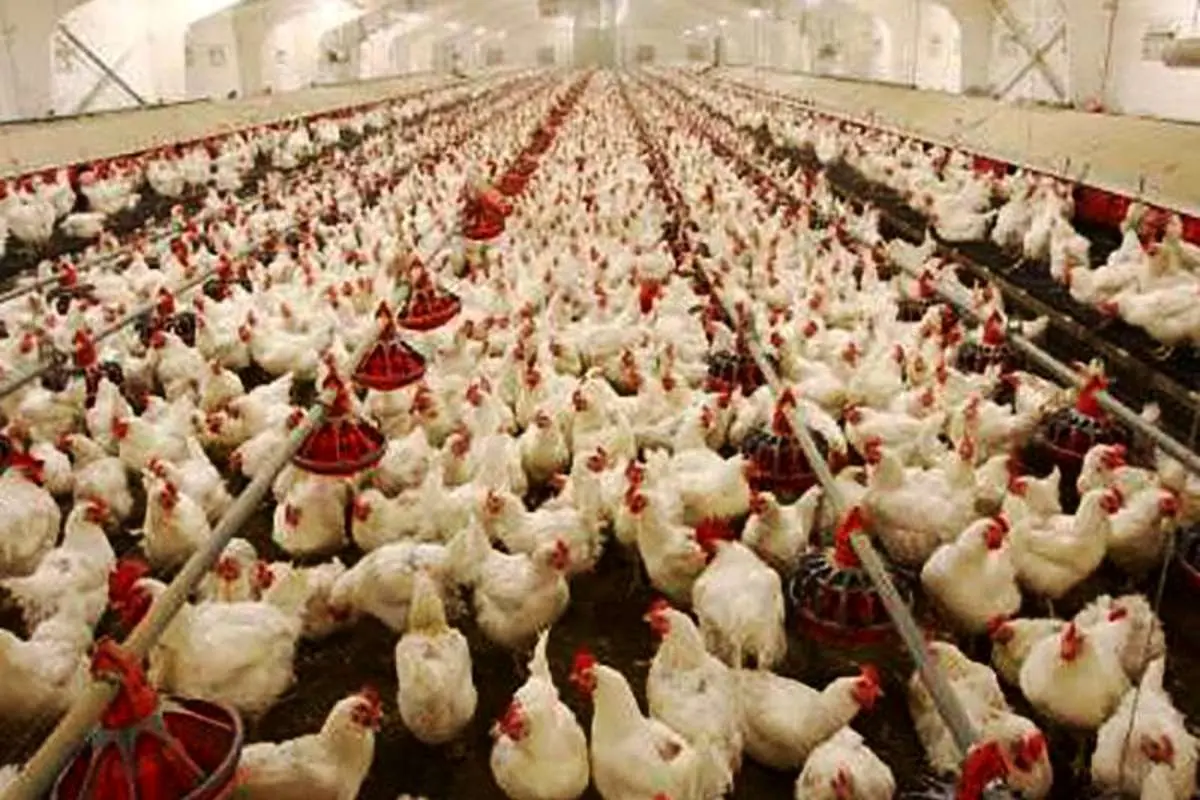 افزایش شاخص قیمت تولیدکننده محصولات مرغداری‌های صنعتی در زمستان۹۶
