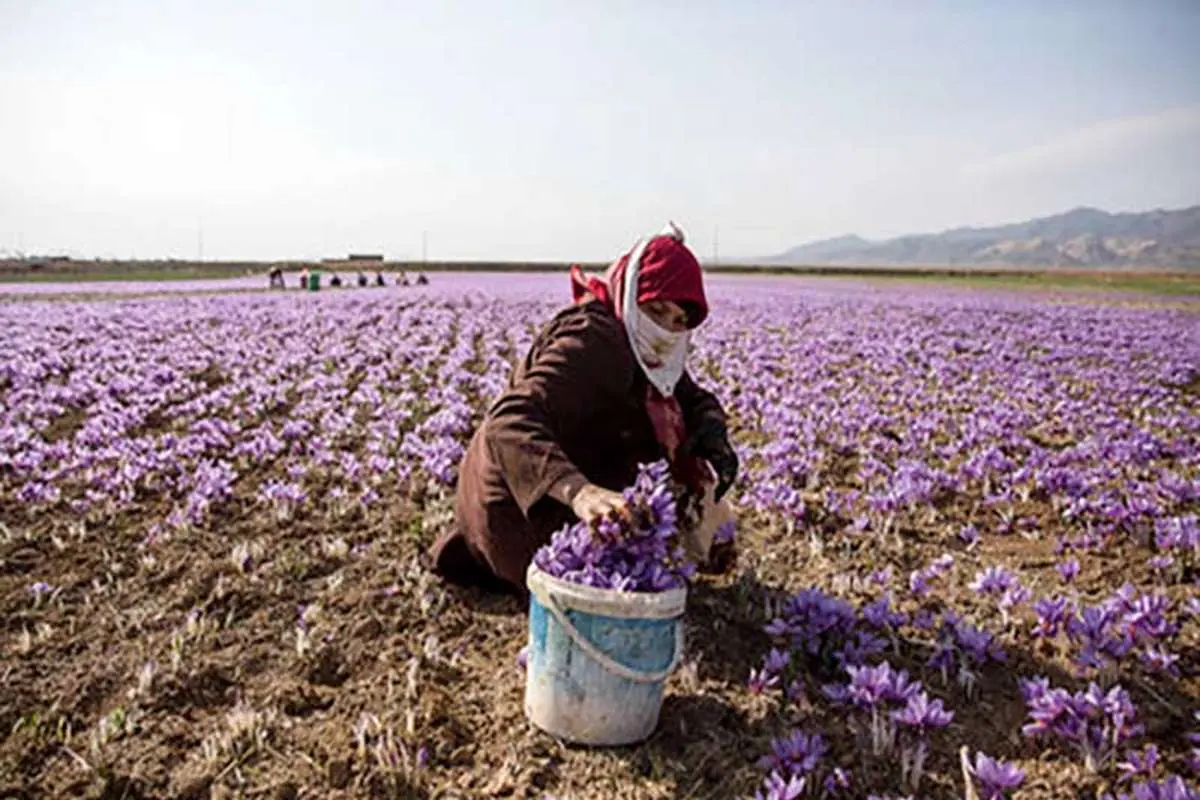 خیز ایران برای تصاحب جایگاه نخست بازار زعفران دنیا