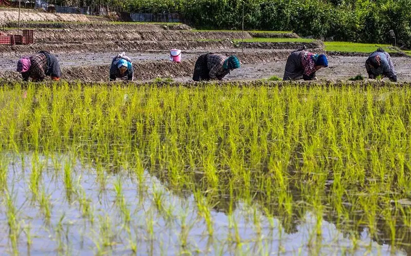 برنج مازندران از بحران آب بی‌نصیب نماند