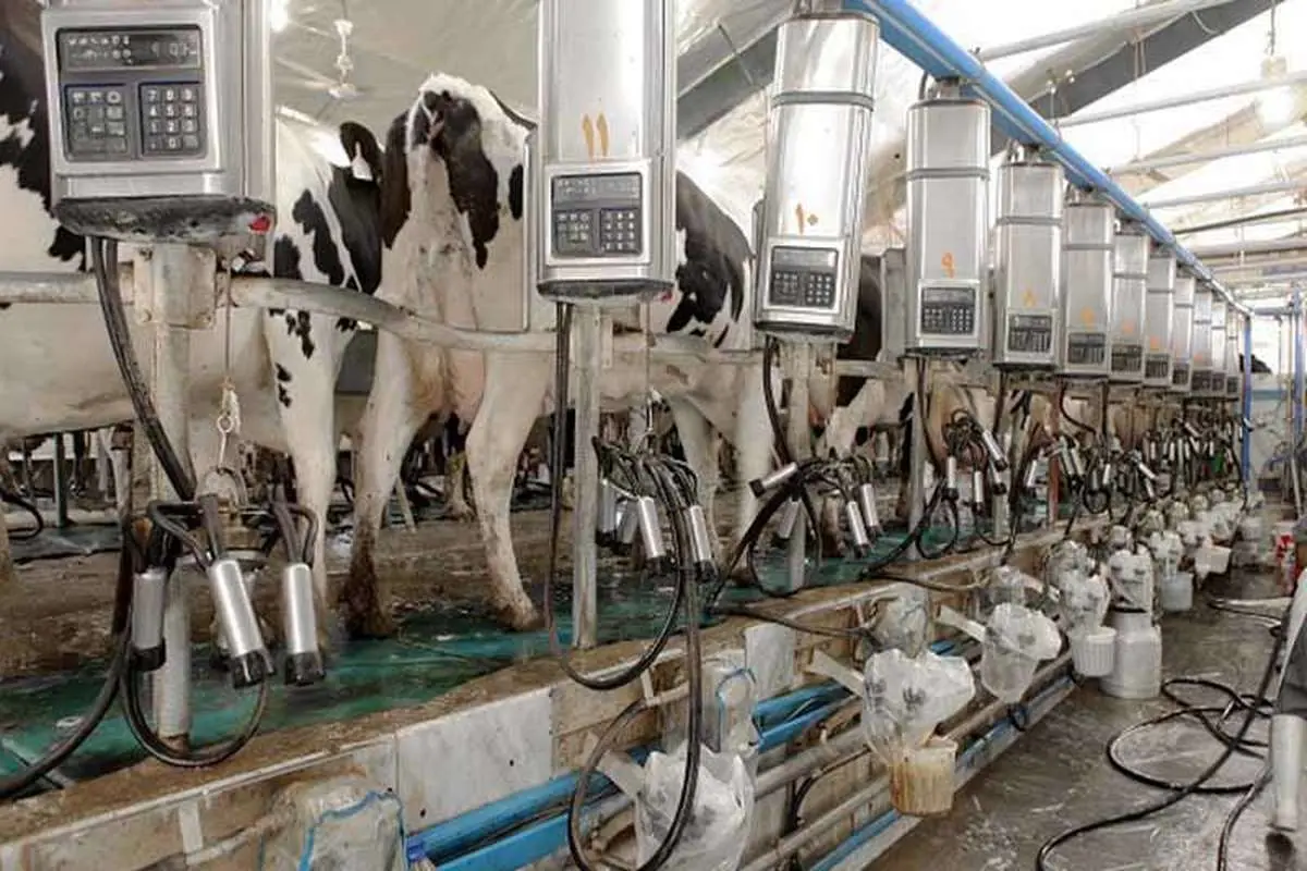 افزایش تولید شیر و گوشت با توسعه نژادهای دام‌های کوچک پربازده