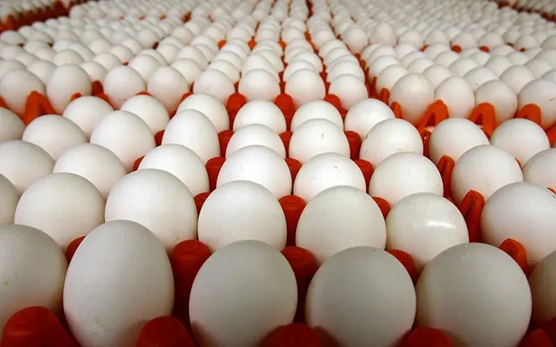 صادرات مرغ و تخم‌مرغ تبدیل به رویا شده است