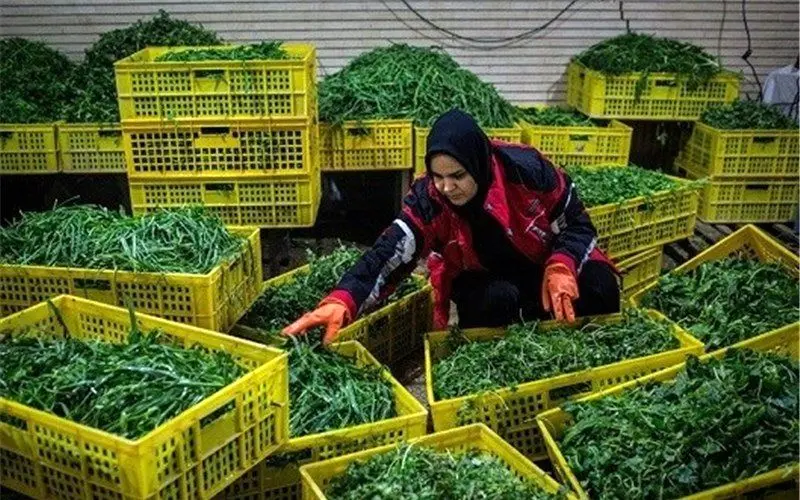 سبزی ارزان می‌شود