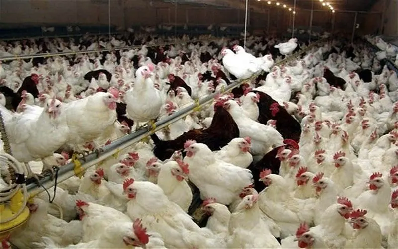 قیمت مرغ تا 8500 افزایش می‌یابد