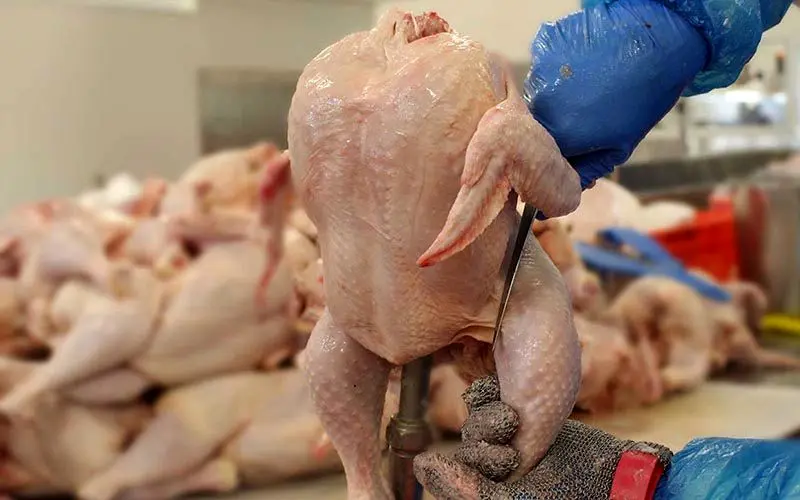 قیمت مرغ دوباره بالاتر از نرخ مصوب پرید