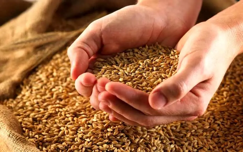 کشور به واردات گندم نیاز ندارد