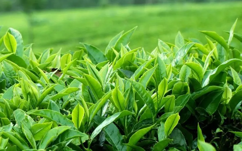 ابلاغ مصوبه قیمت خرید تضمینی محصولات زراعی و چای
