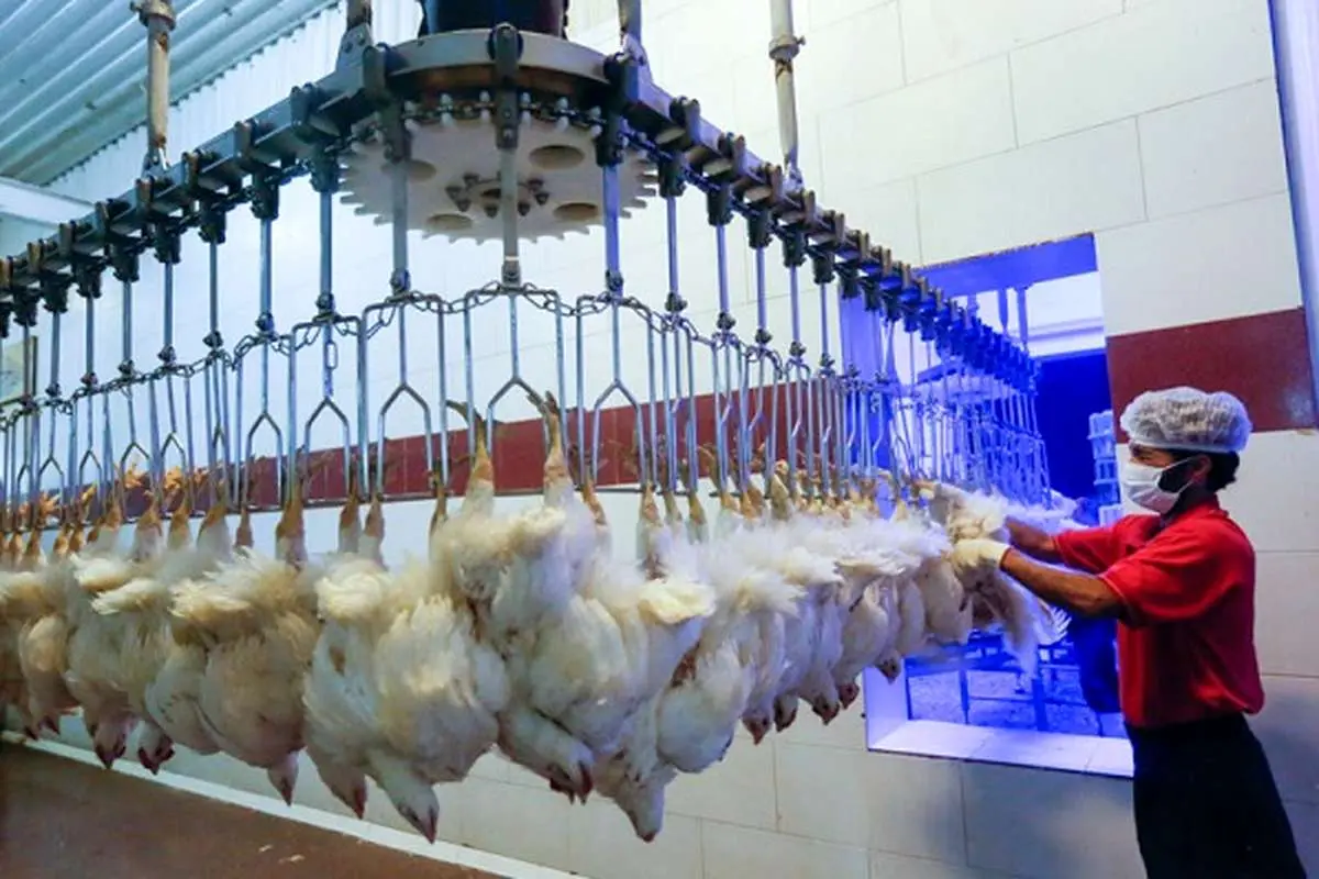 گسترش بیماری آنفلوانزای فوق حاد پرندگان در 11 استان