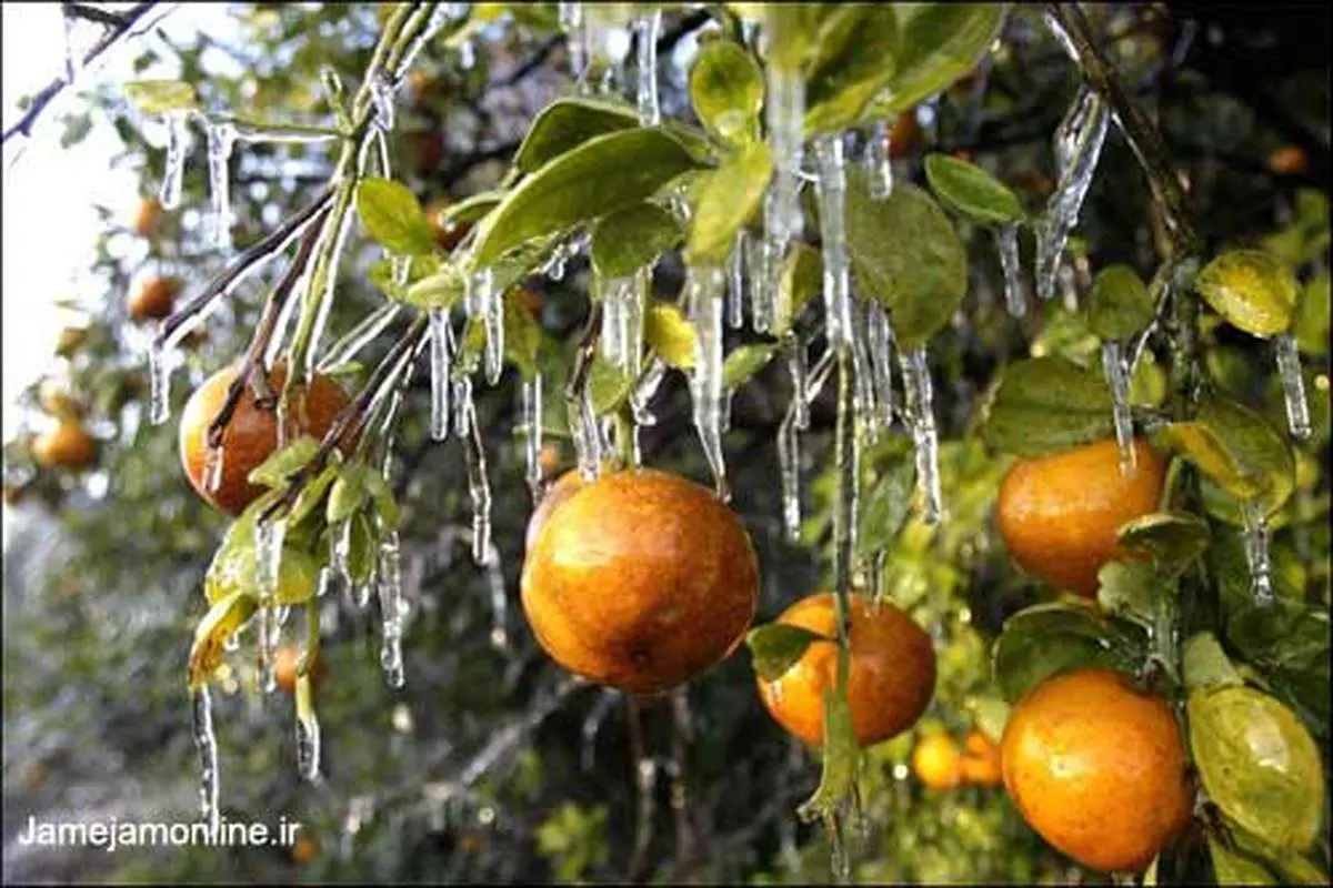 115 هزار تن پرتقال یخ زده مازندران امحاء شد