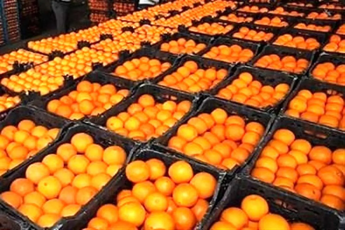 اعمال فشار افراد خاص به جهادکشاورزی برای واردات پرتقال