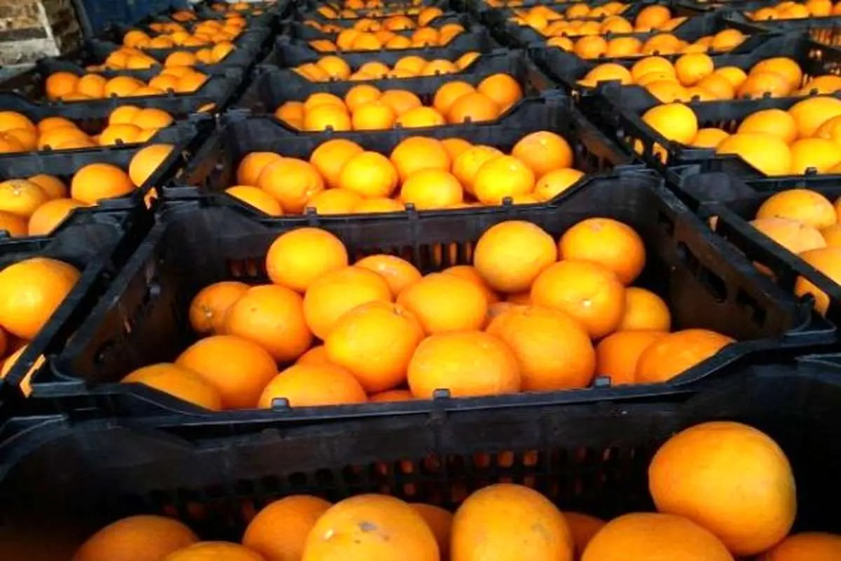 مردم امسال عید کمتر پرتقال بخورند