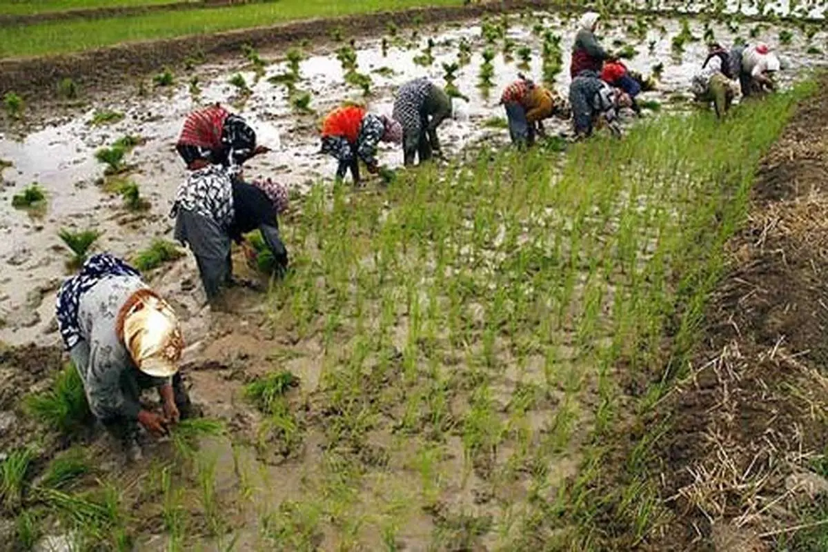 مرگ اشتغال با کاهش تعرفه برنج