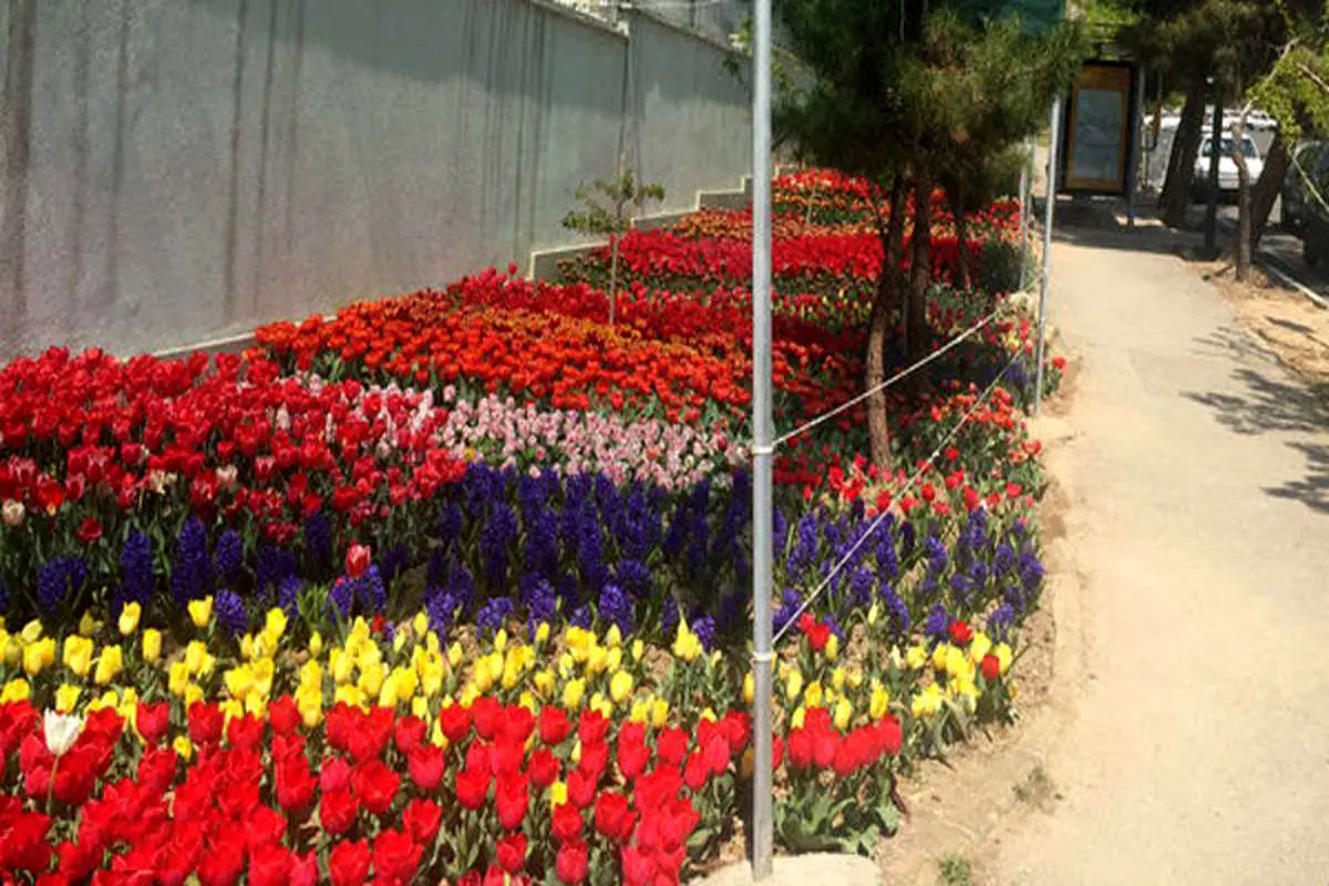 کاشت 120 هزار شاخه گل لاله برای تقدیر از مادران ایرانی
