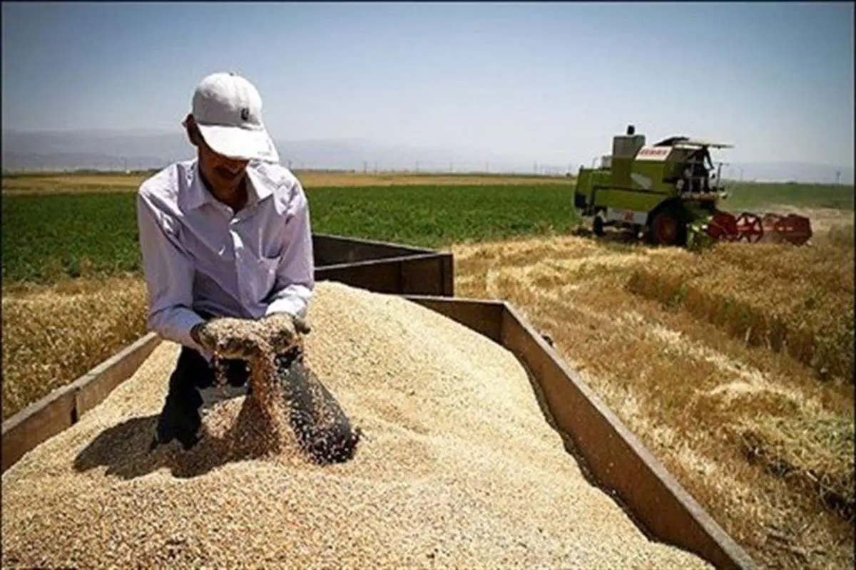 صادرات ۳۰ هزار تن گندم استان خوزستان