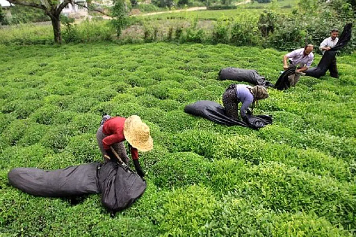 قیمت خرید تضمینی برگ سبز چای درجه یک تعیین شد