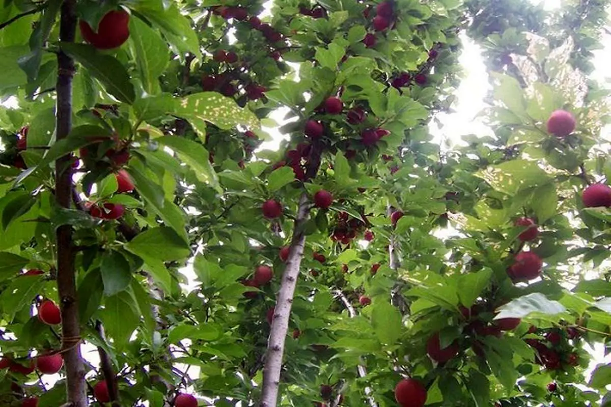 ورود ارقام تجاری درختان میوه  به باغ ها از سال جاری