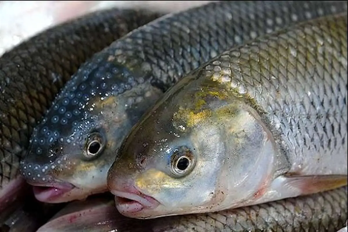 نرخ جدید انواع ماهی در بازار