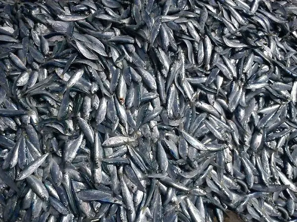 ایران به روسیه ماهی کیلکا صادر می‌کند