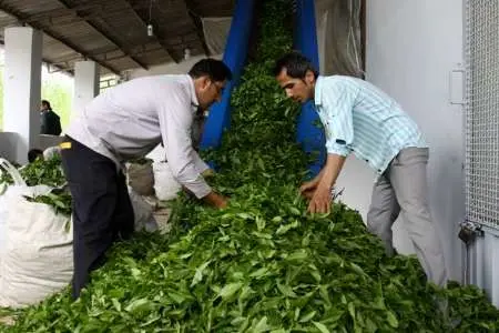 آمادگی ۱۴۰ کارخانه چای‌سازی برای خرید و فرآوری برگ سبز چای