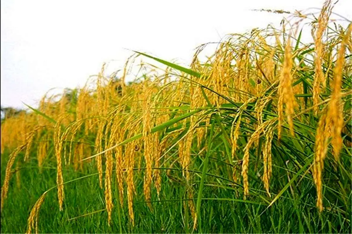 افزایش تولید برنج ایرانی در سال جاری