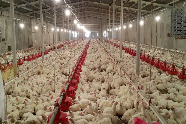 از سرگیری صادرات تخم مرغ مشروط به اختصاص یارانه است
