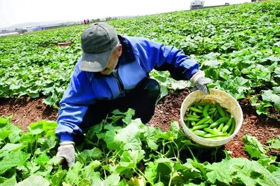 رد ادعای روزنامه کیهان درخصوص افزایش واردات محصولات کشاورزی در دولت یازدهم