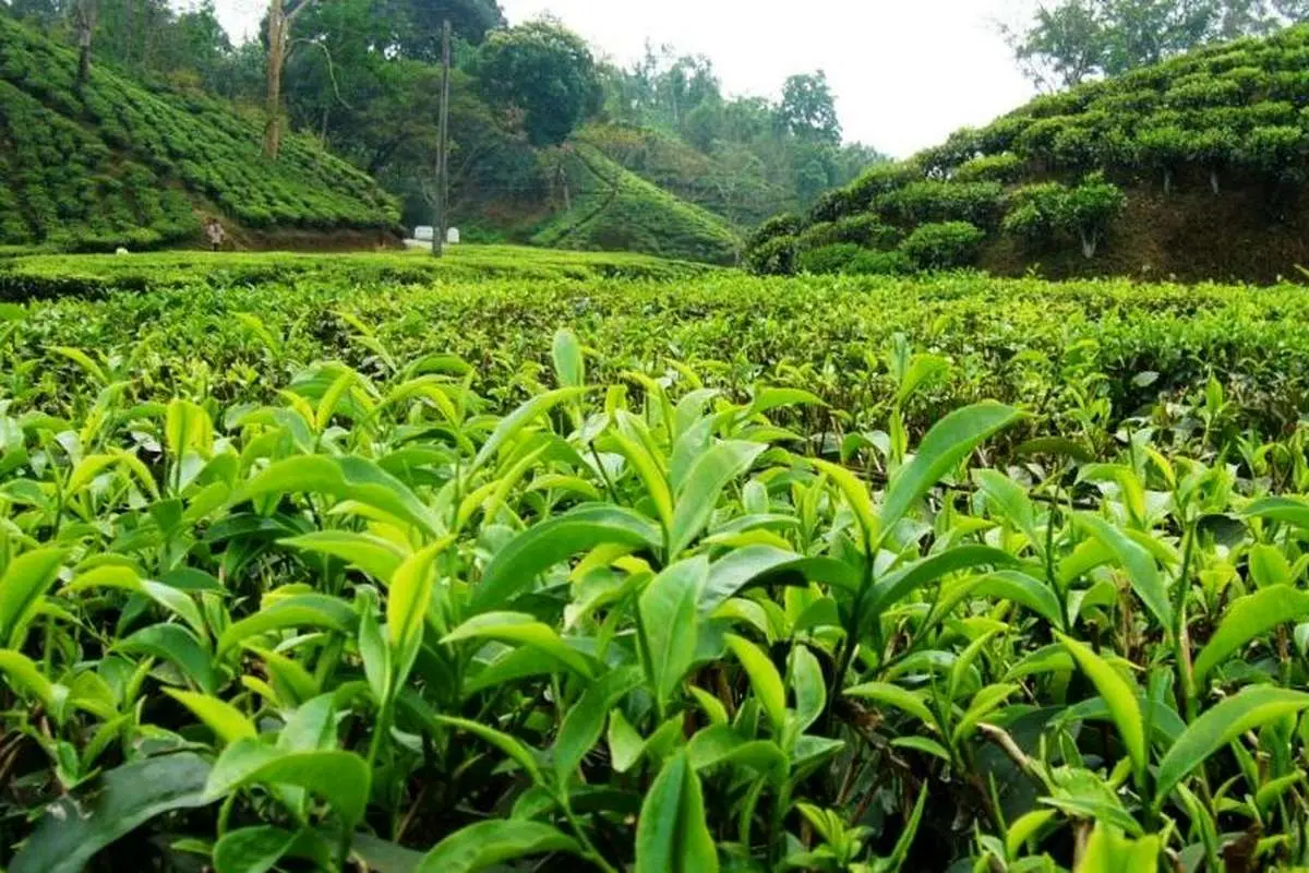 افزایش ۱۰ درصدی تولید چای