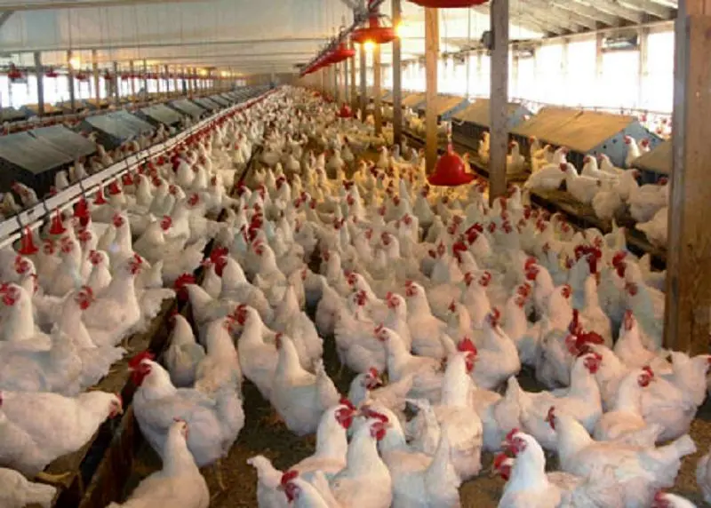 مذاکره بین‌المللی برای صادرات مرغ ایران