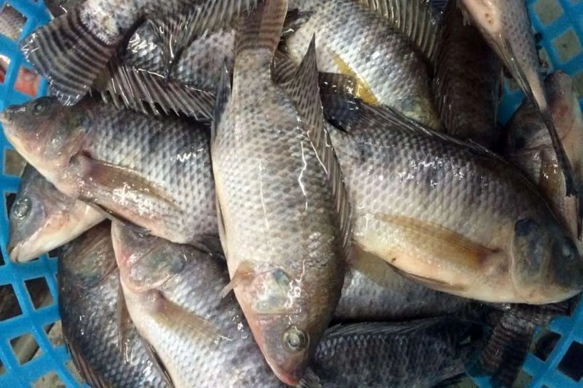 هشدار فائو درباره شیوع ویروس مرگبار تهدیدکننده ماهی تیلاپیا