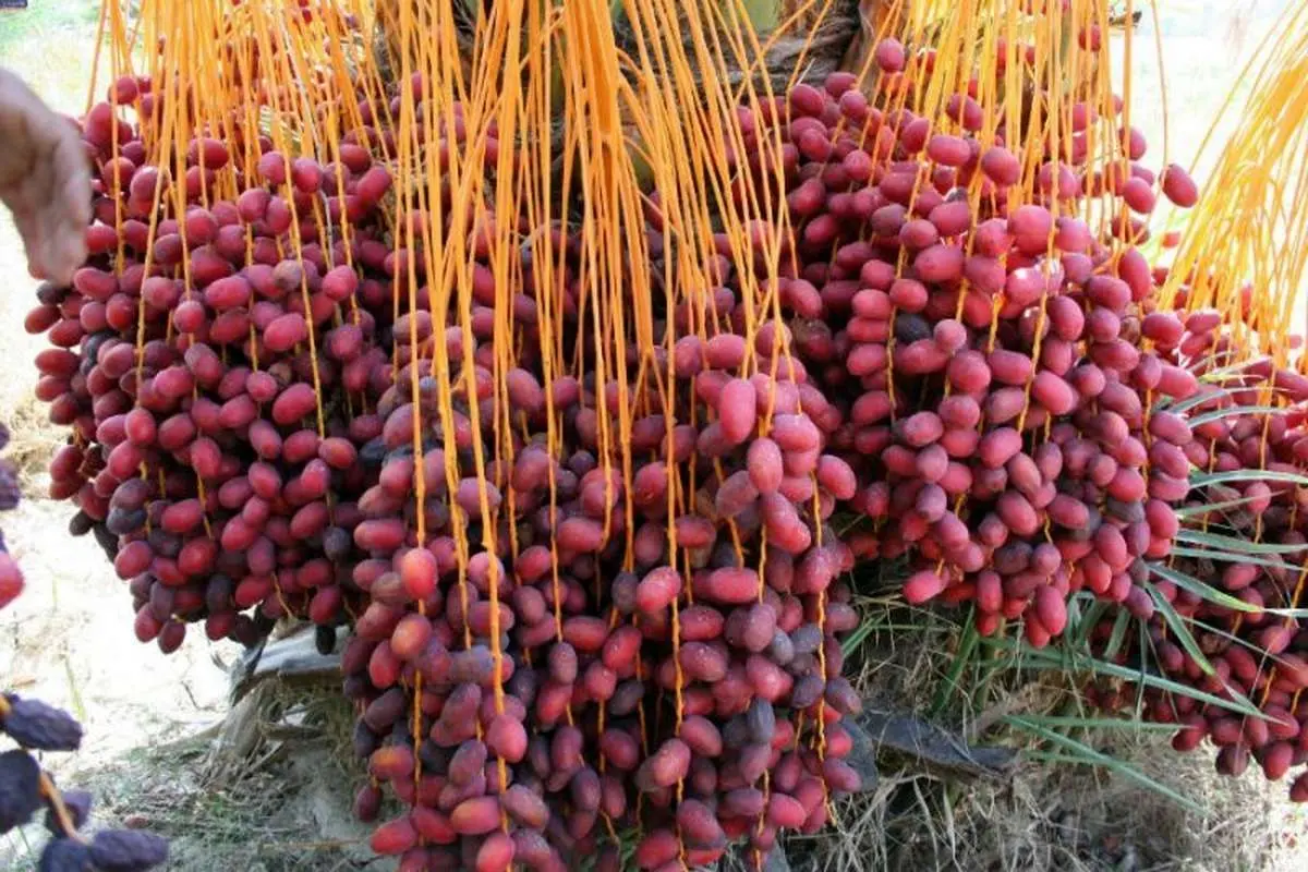 آمادگی سازمان میوه و تره‌بار تهران برای عرضه مستقیم خرمای شادگان