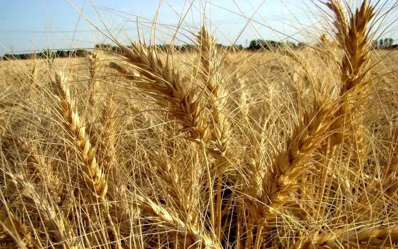 2.2 میلیون تن گندم از کشاورزان کشور خریداری شد