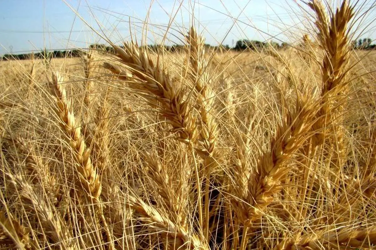 2.2 میلیون تن گندم از کشاورزان کشور خریداری شد