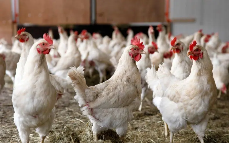 تورم تولید کننده مرغداری‌ها ۱۰.۴ درصد شد