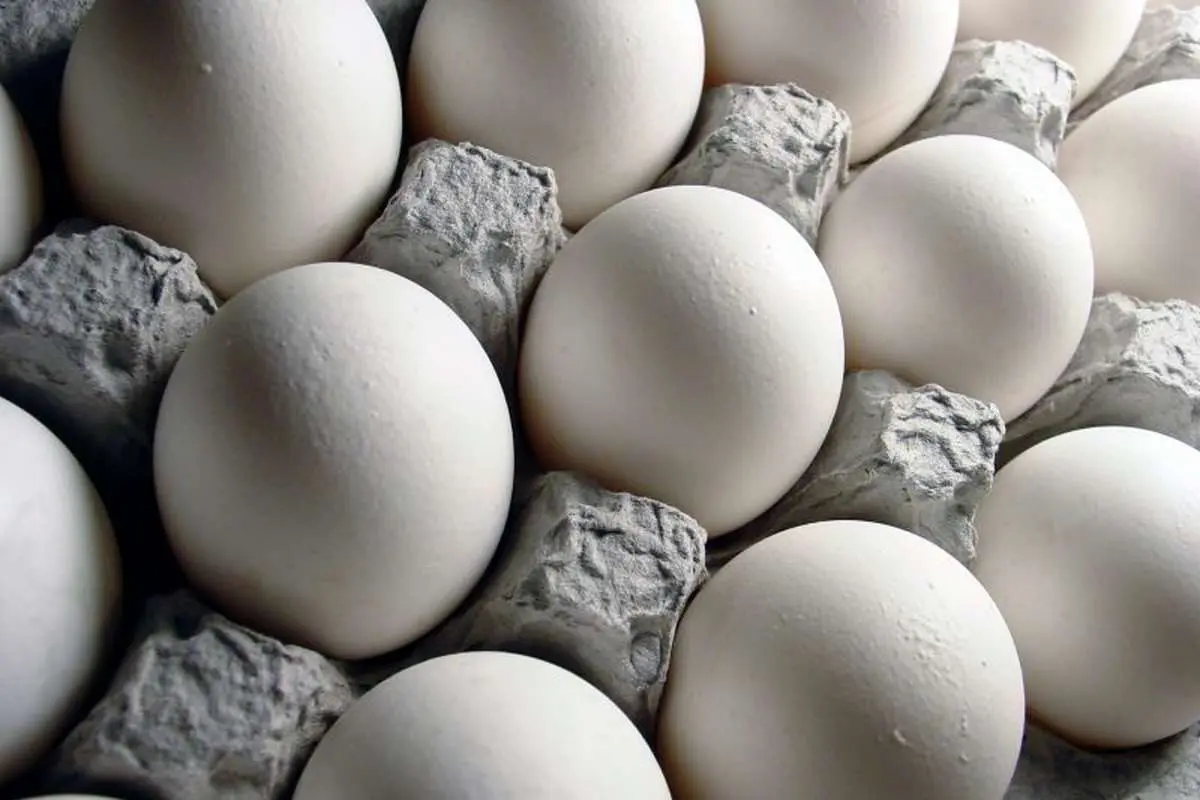 بارگیری محموله صادراتی تخم مرغ برای افغانستان