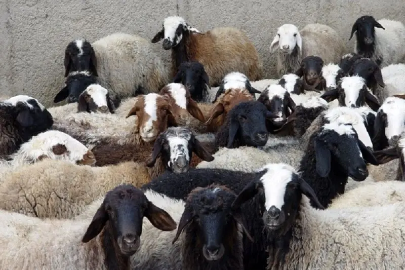 نسل گوسفند ایرانی در حال انقراض است