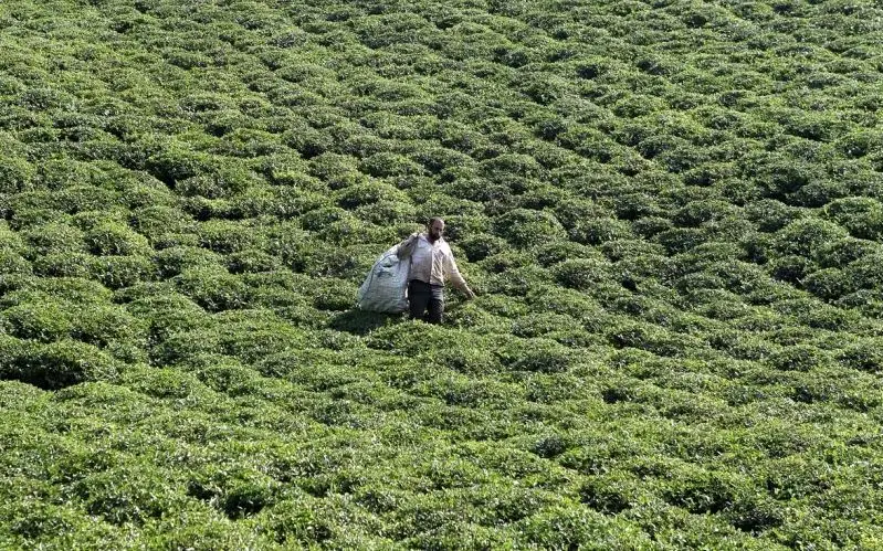 تولید ۹۰۰۰ تن چای خشک سالم
