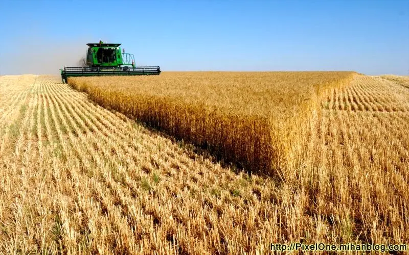 تولید گندم ایران امسال ۲۵ درصد بیش از میانگین ۵ سال اخیر می‌شود