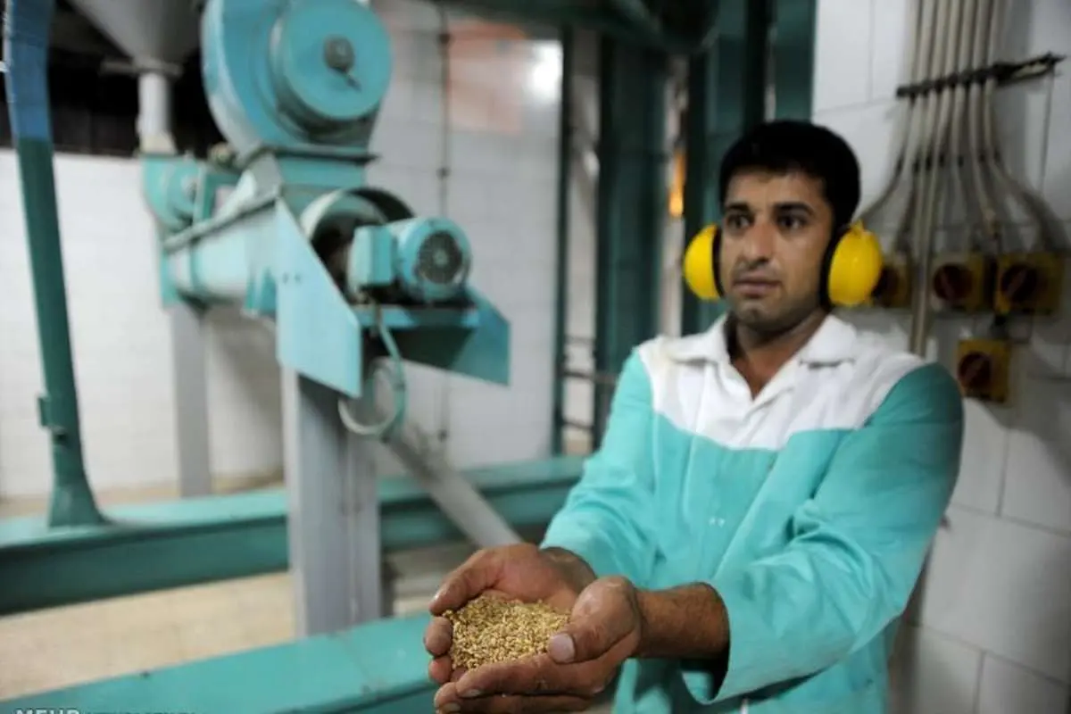 اجازه دولت به کارخانجات آردسازی برای خرید مستقیم گندم از کشاورزان