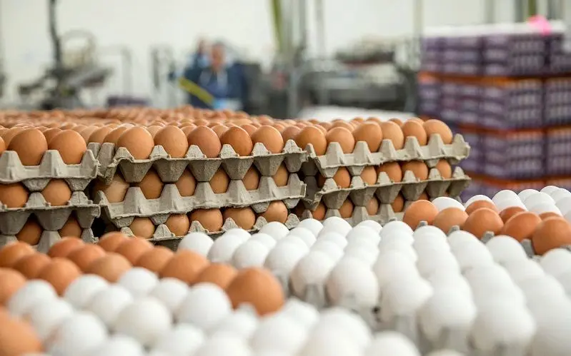 وجود ۱۶۰ هزار تن تخم مرغ مازاد