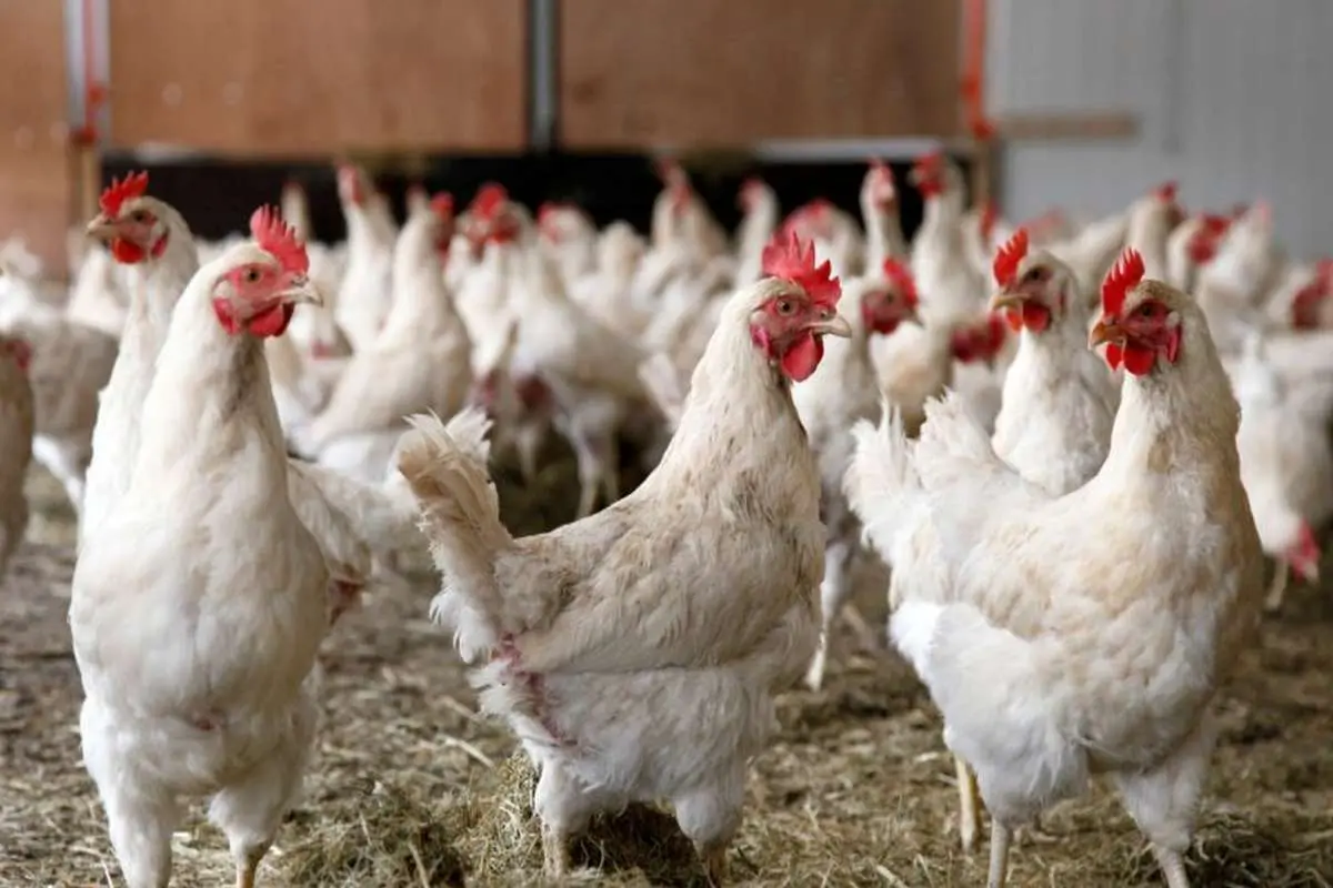 تولید مرغ ۲۰۰ هزار تن مازاد بر مصرف است